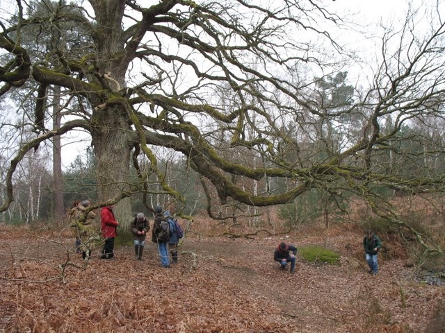 Reconnaissance des arbres 055